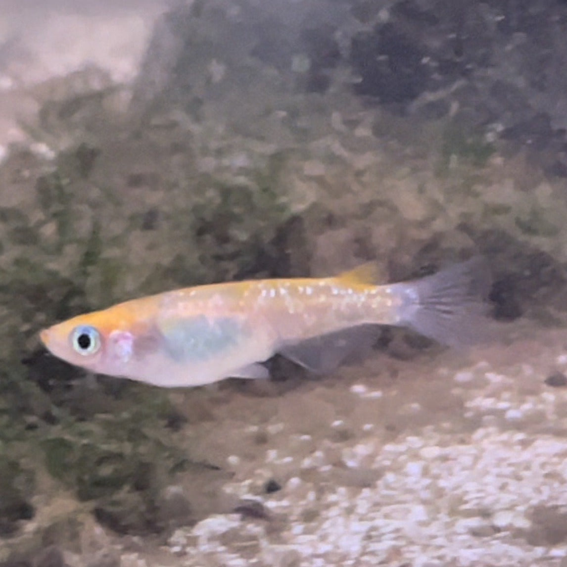 Tri Color Medaka Ricefish