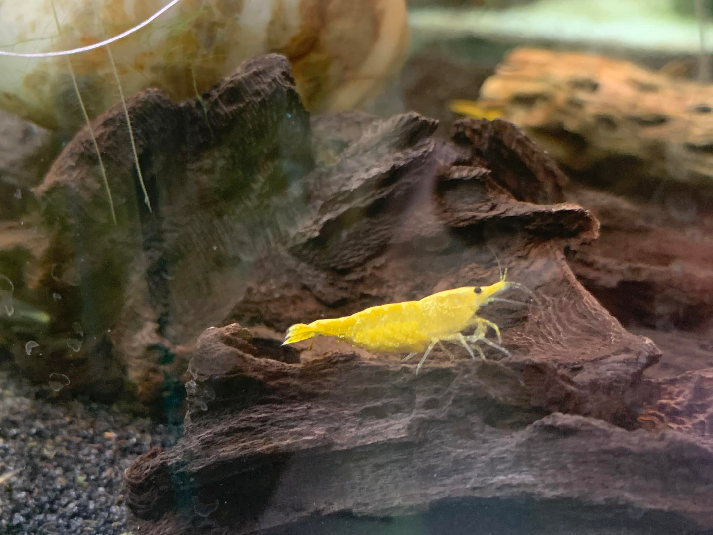 Yellow Goldenback Neocaridinas