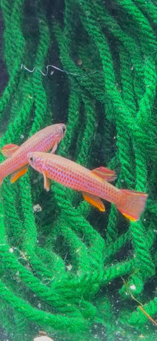 Aphiosemion striatum “”Lambarene””