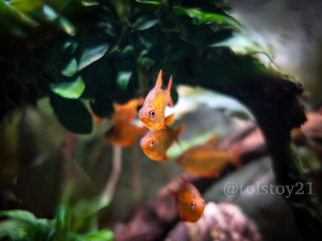 Red Cherry Tetras "Mato Grosso"