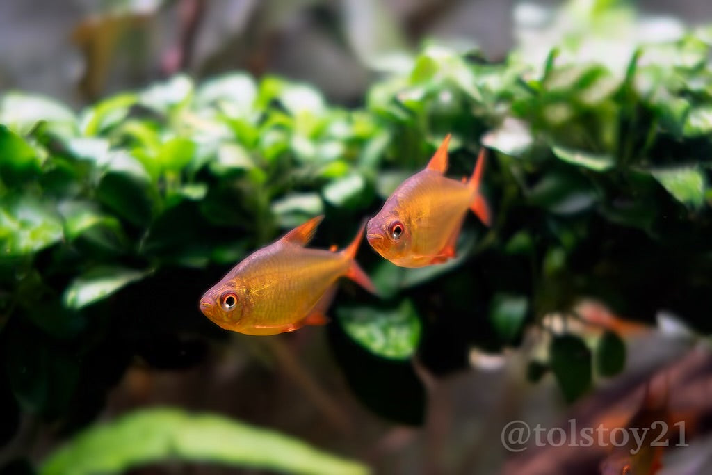 Red Cherry Tetras "Mato Grosso"