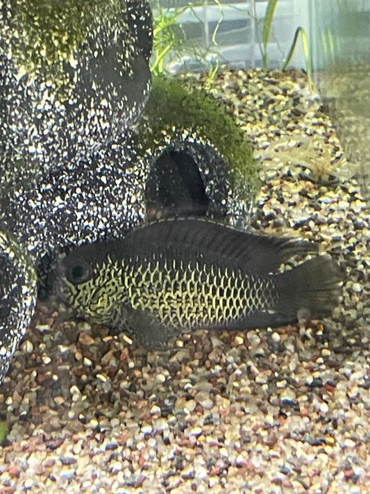 Goldeneye Dwarf Cichlid (Nannacara anomala)