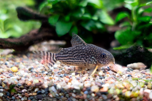 Corydoras Sterbai