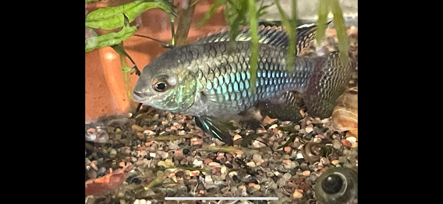 Laetacara curviceps - Dwarf Flag Cichlid