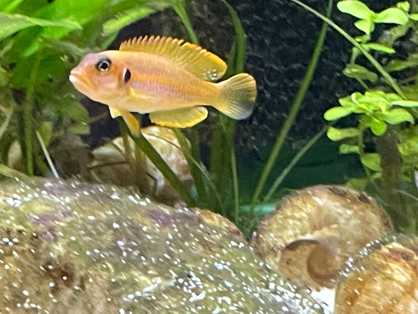 Lamprologus ocellatus "Gold"