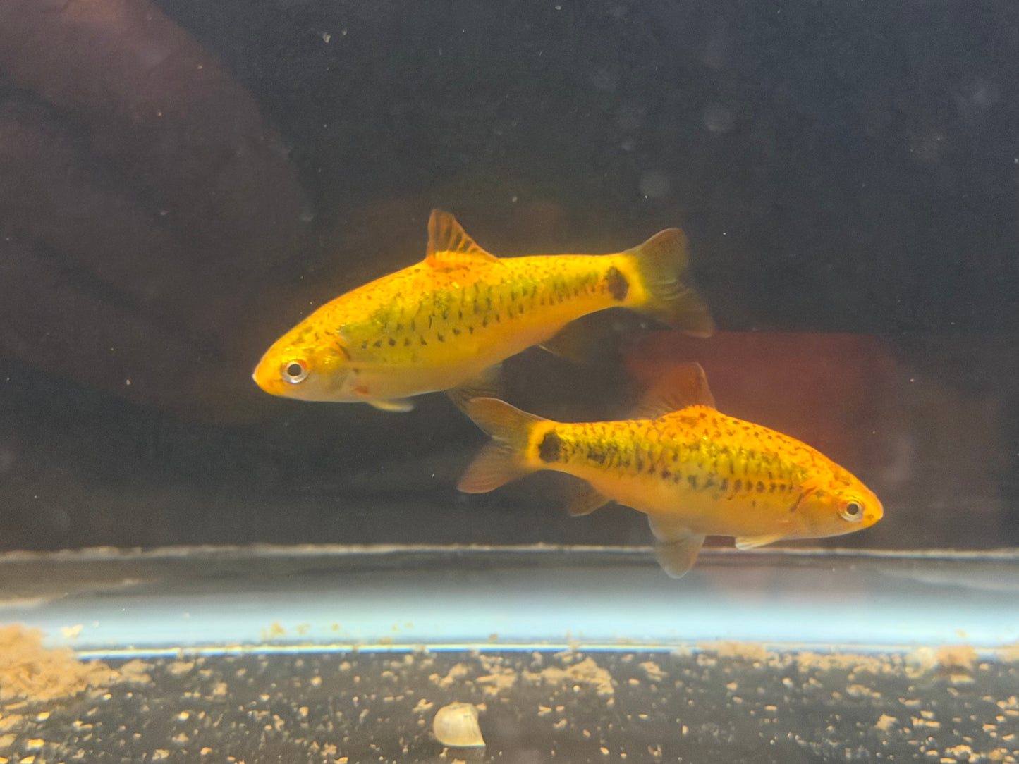 Gold barb (Puntius semifasciolatus)