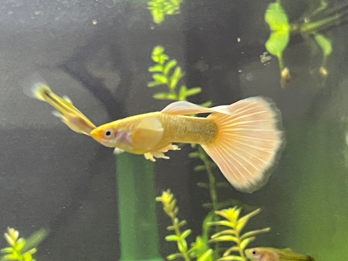 24K Gold Guppy