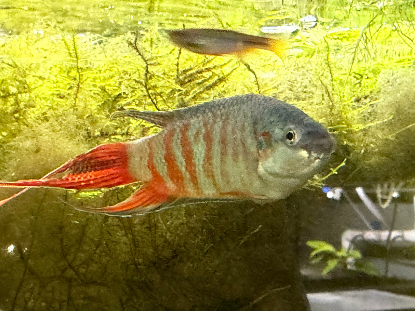 Paradise fish (Macropodus opercularis)