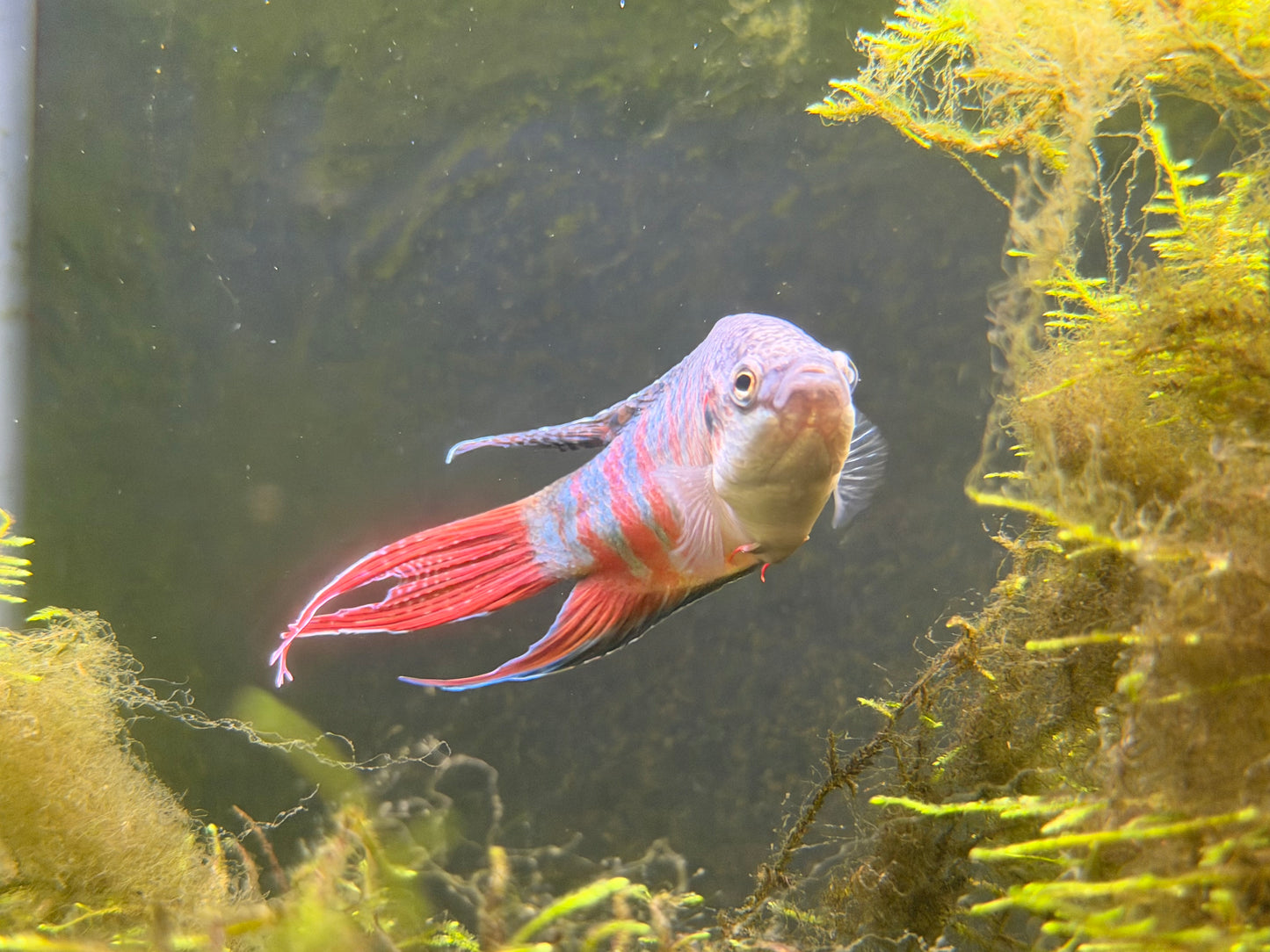 Paradise fish (Macropodus opercularis)