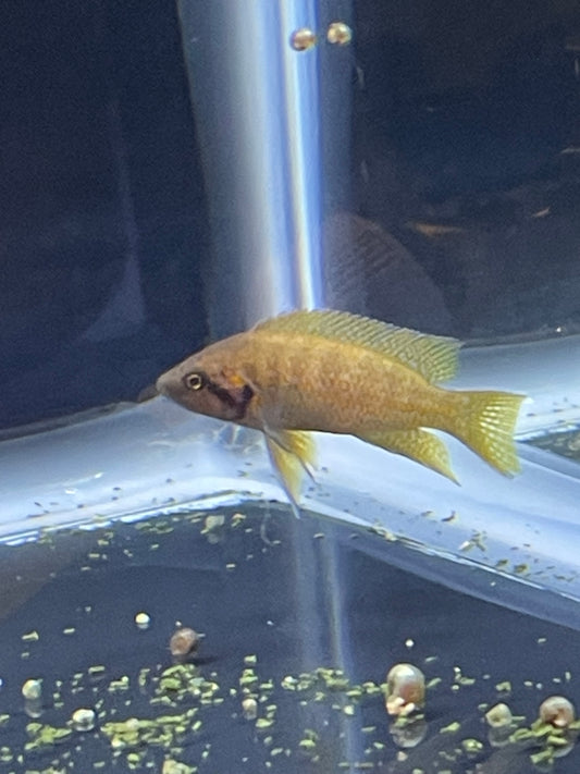 Sunflower Cichlid (Neolamprologus helianthus)
