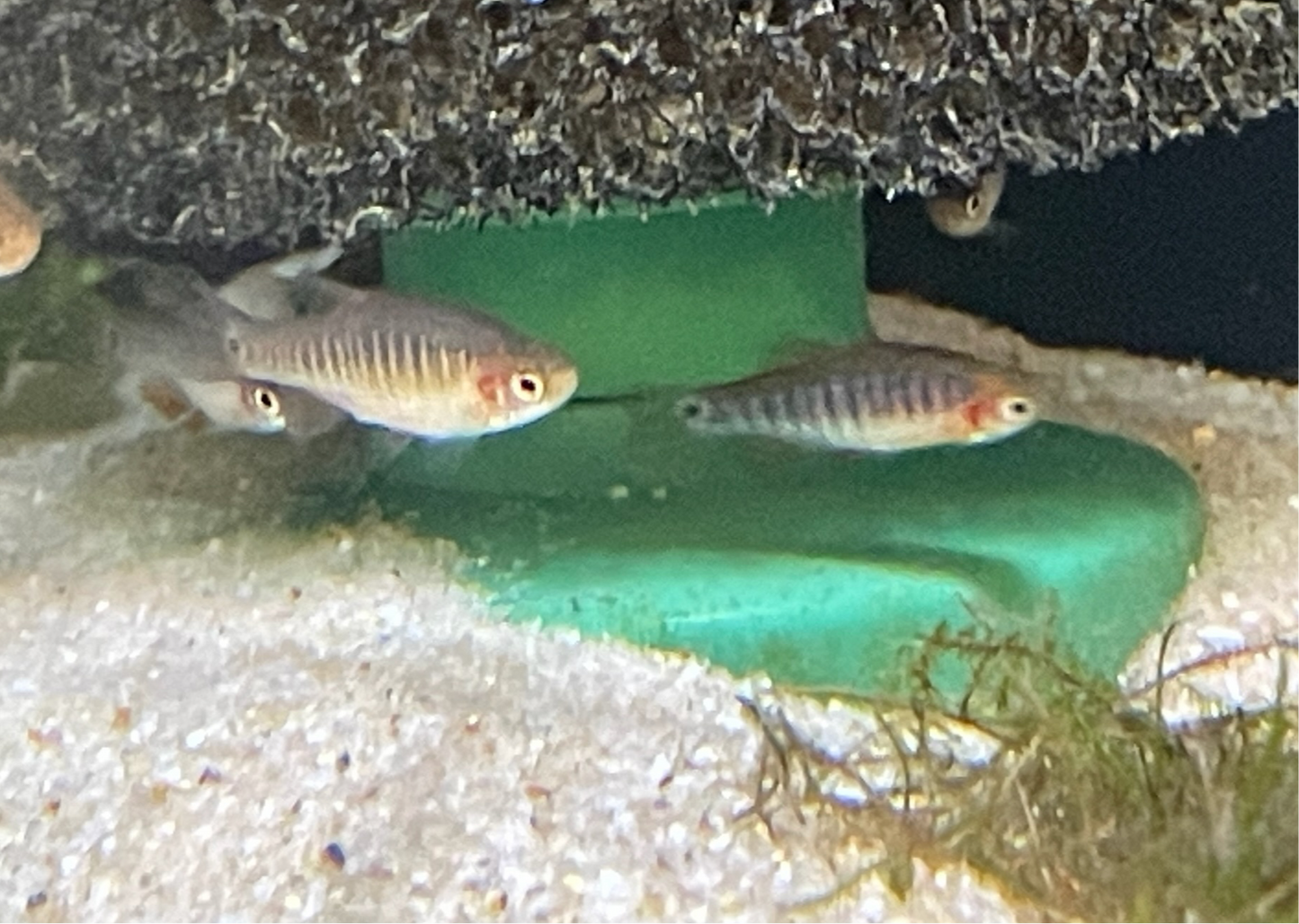 Celestichthys erythromicron - Emerald Dwarf Rasbora