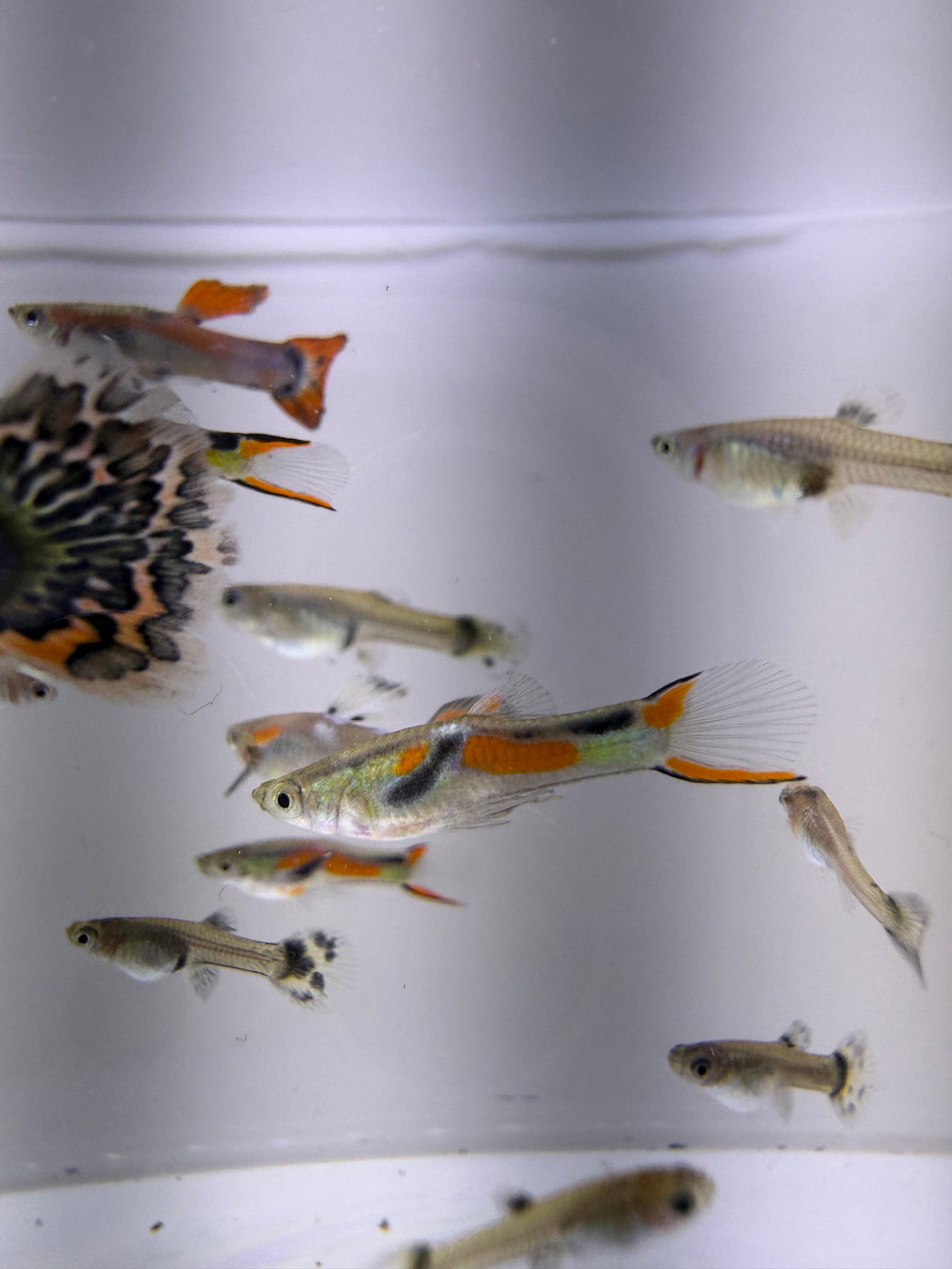 Mutt Guppies