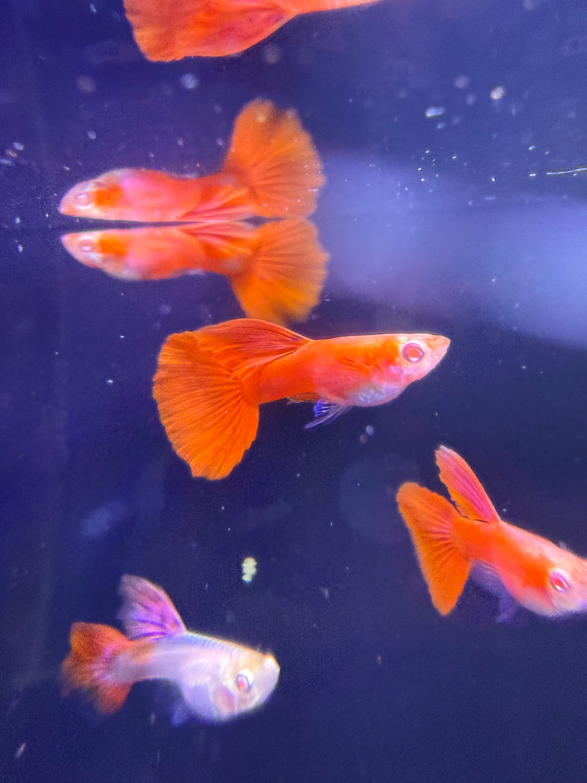 Albino Full Red Guppy