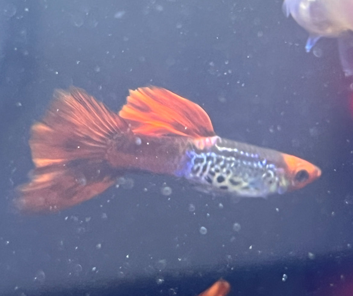 Koi Snakeskin Guppy