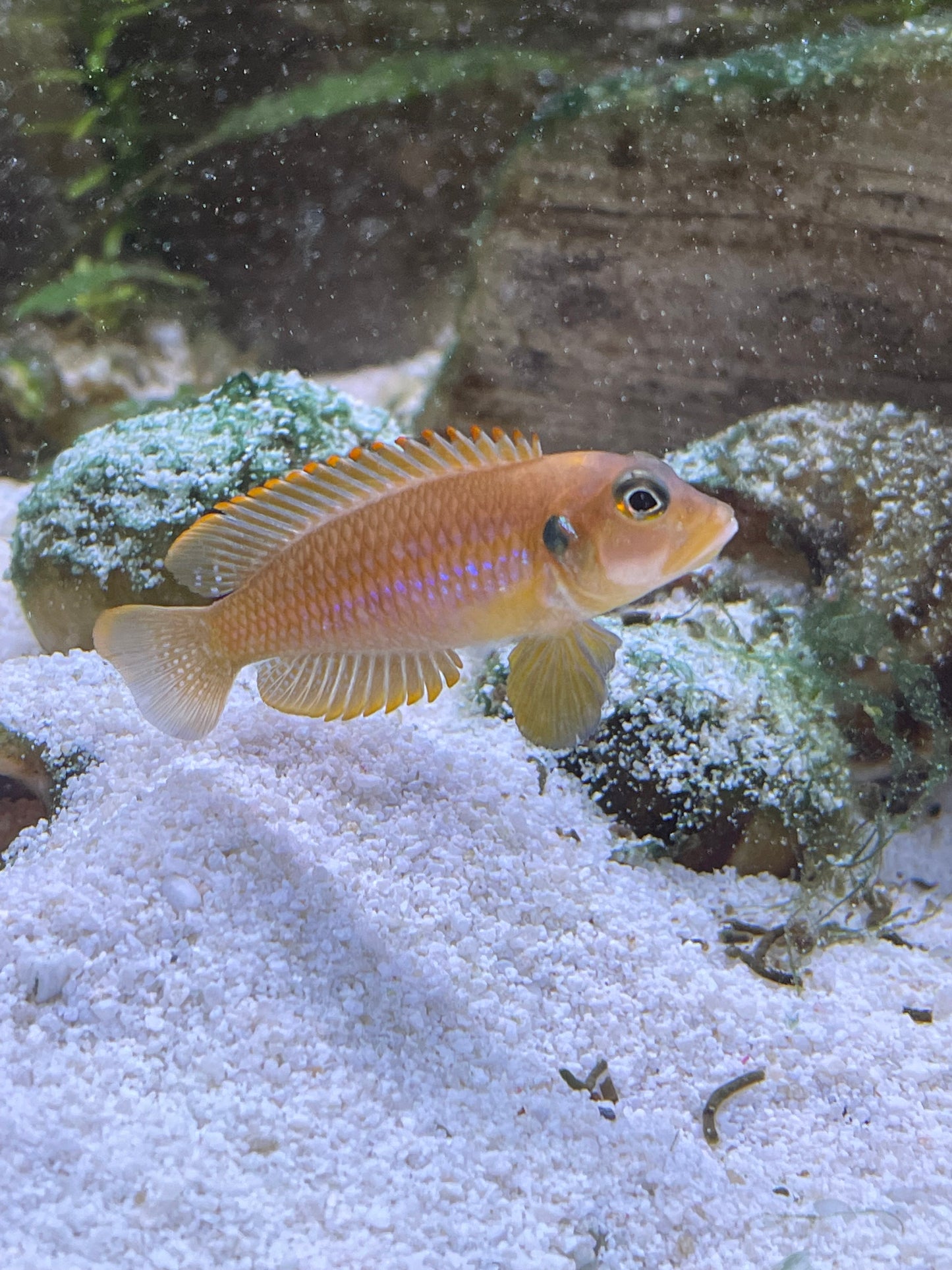 Lamprologus ocellatus "Gold"