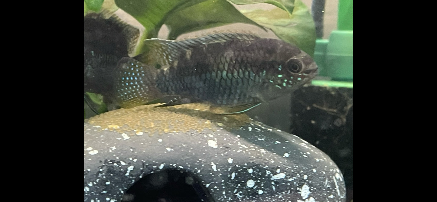 Laetacara curviceps - Dwarf Flag Cichlid