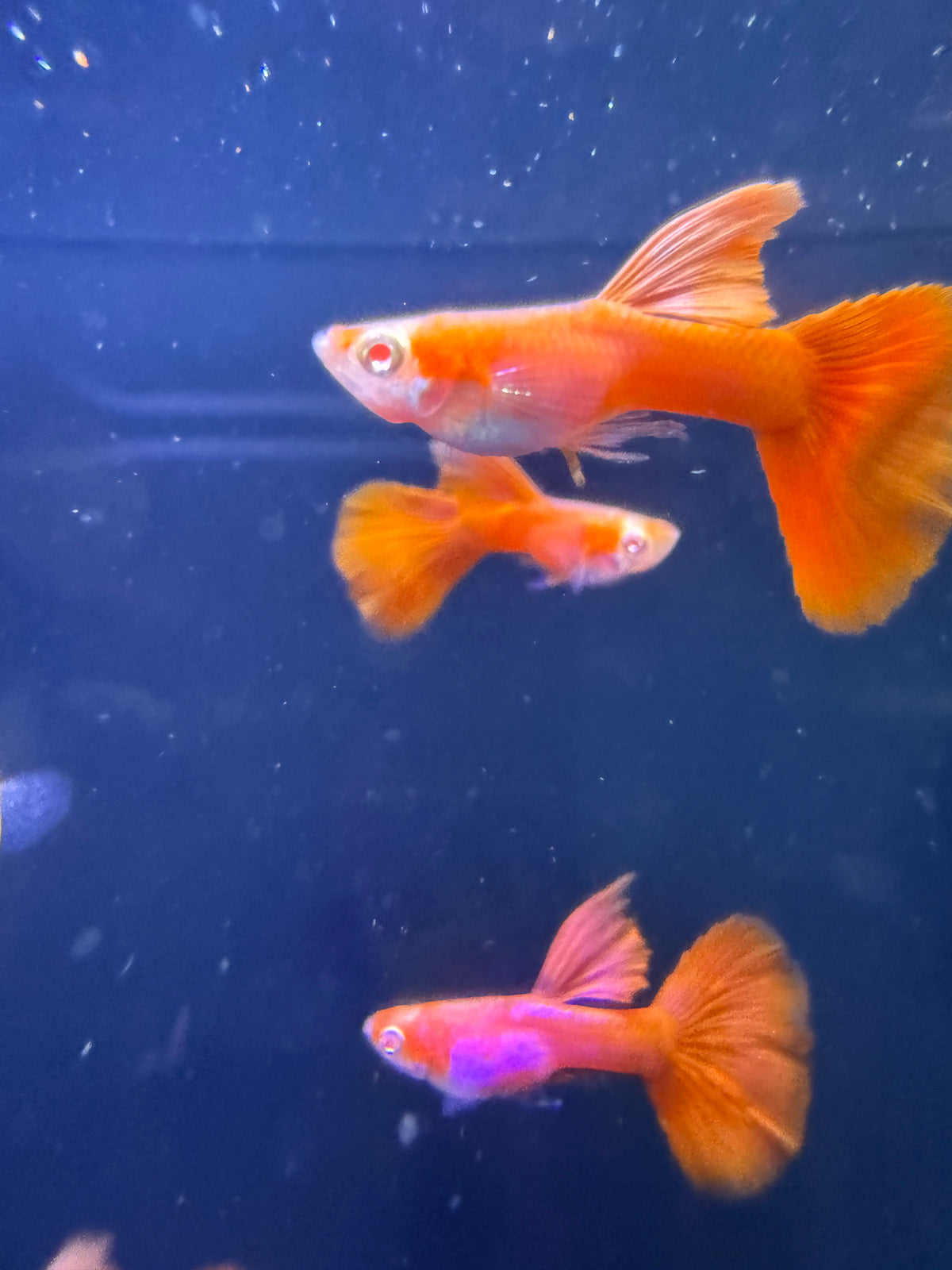 Albino Full Red Guppy