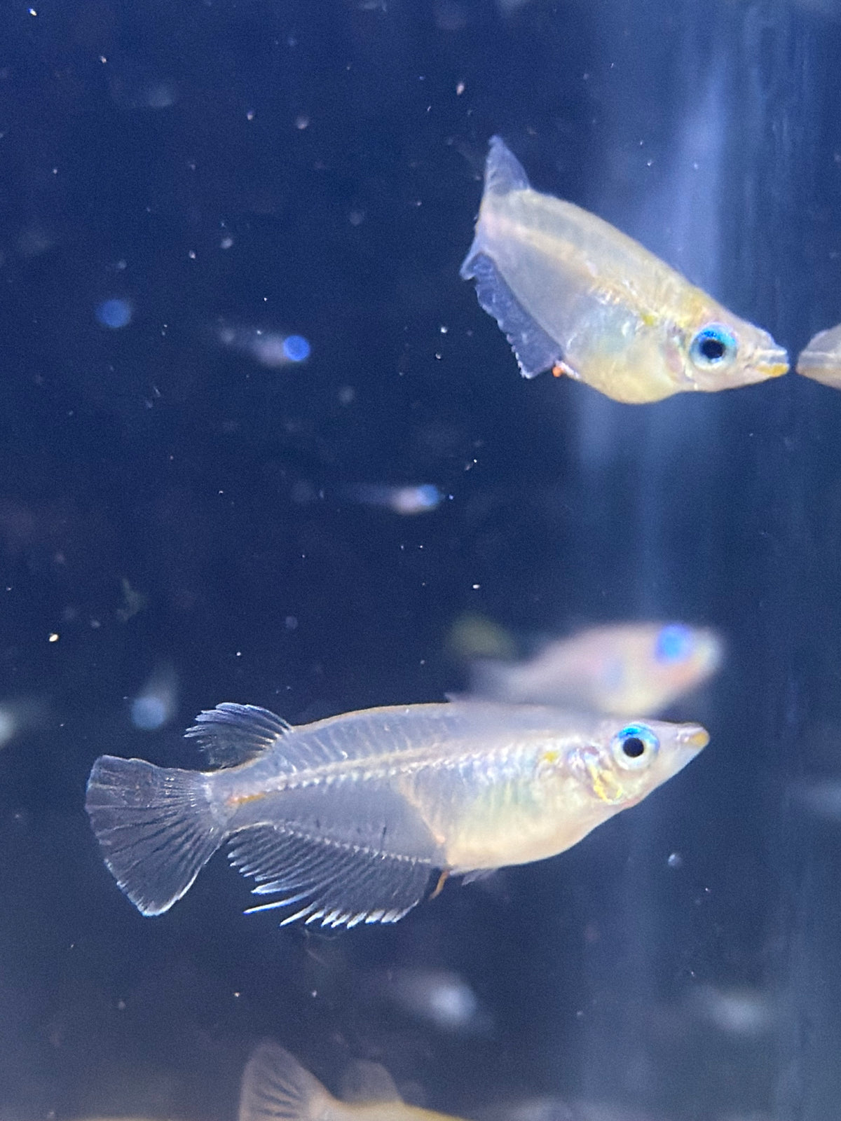 Oryzias dancena “Indian Rice Fish”