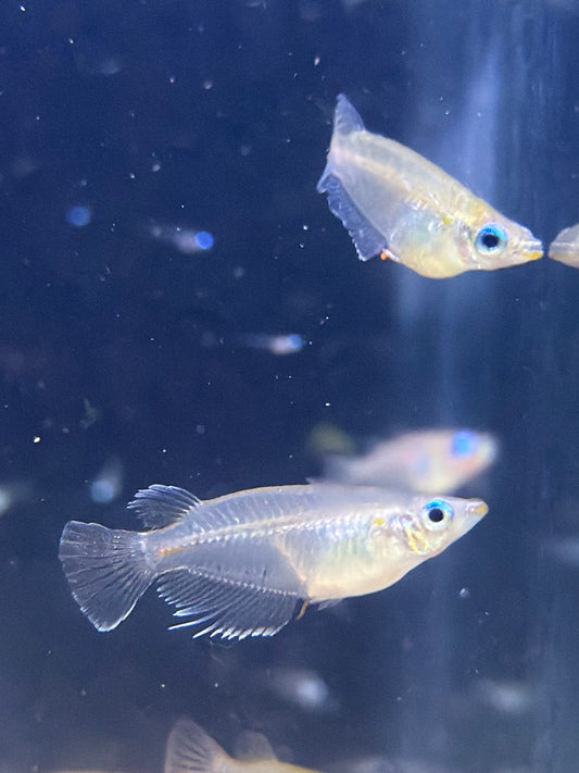 Oryzias dancena “Indian Rice Fish”