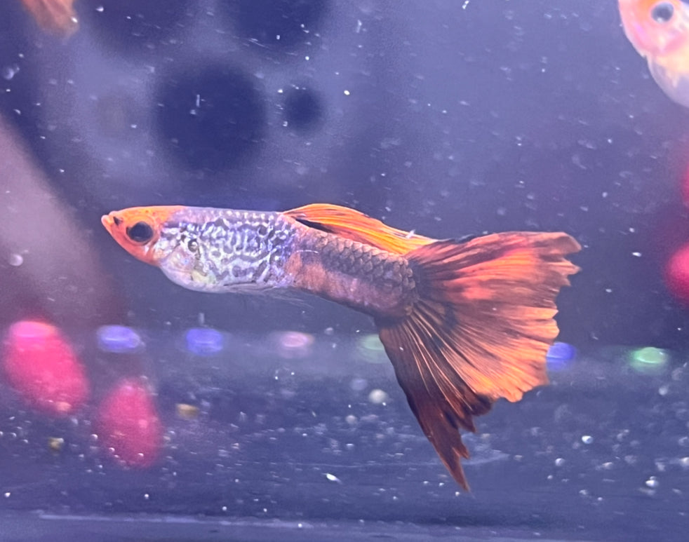 Koi Snakeskin Guppy