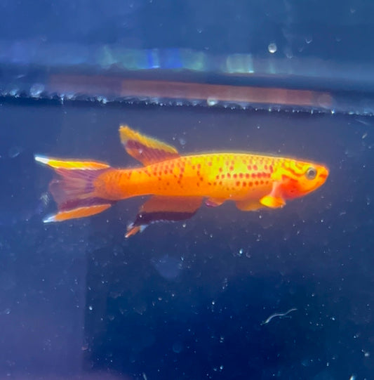 Orange Lyretail Australe Killifish- Aphyosemion Australe Pair