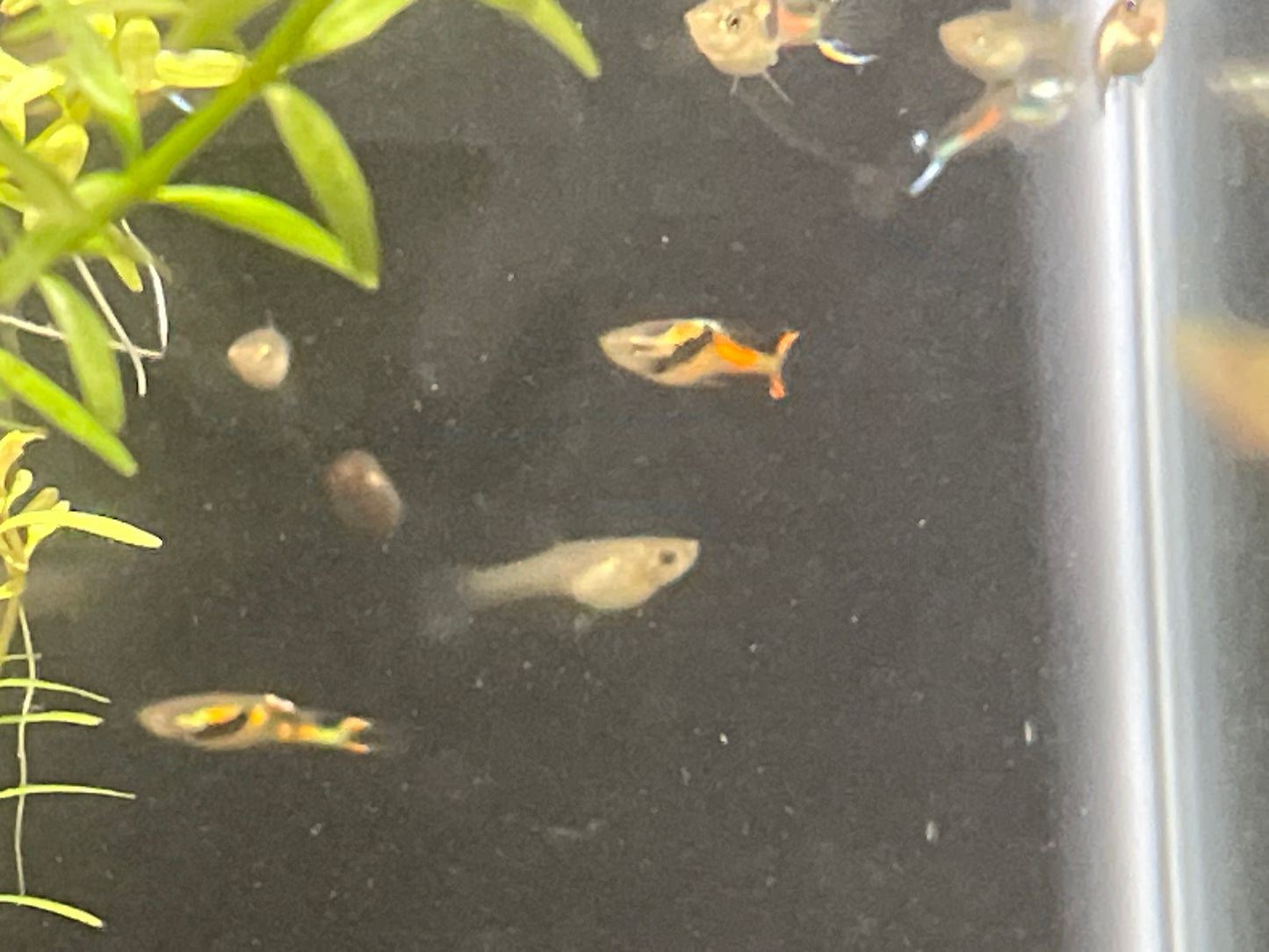 Black Bar Endlers “N” class trios