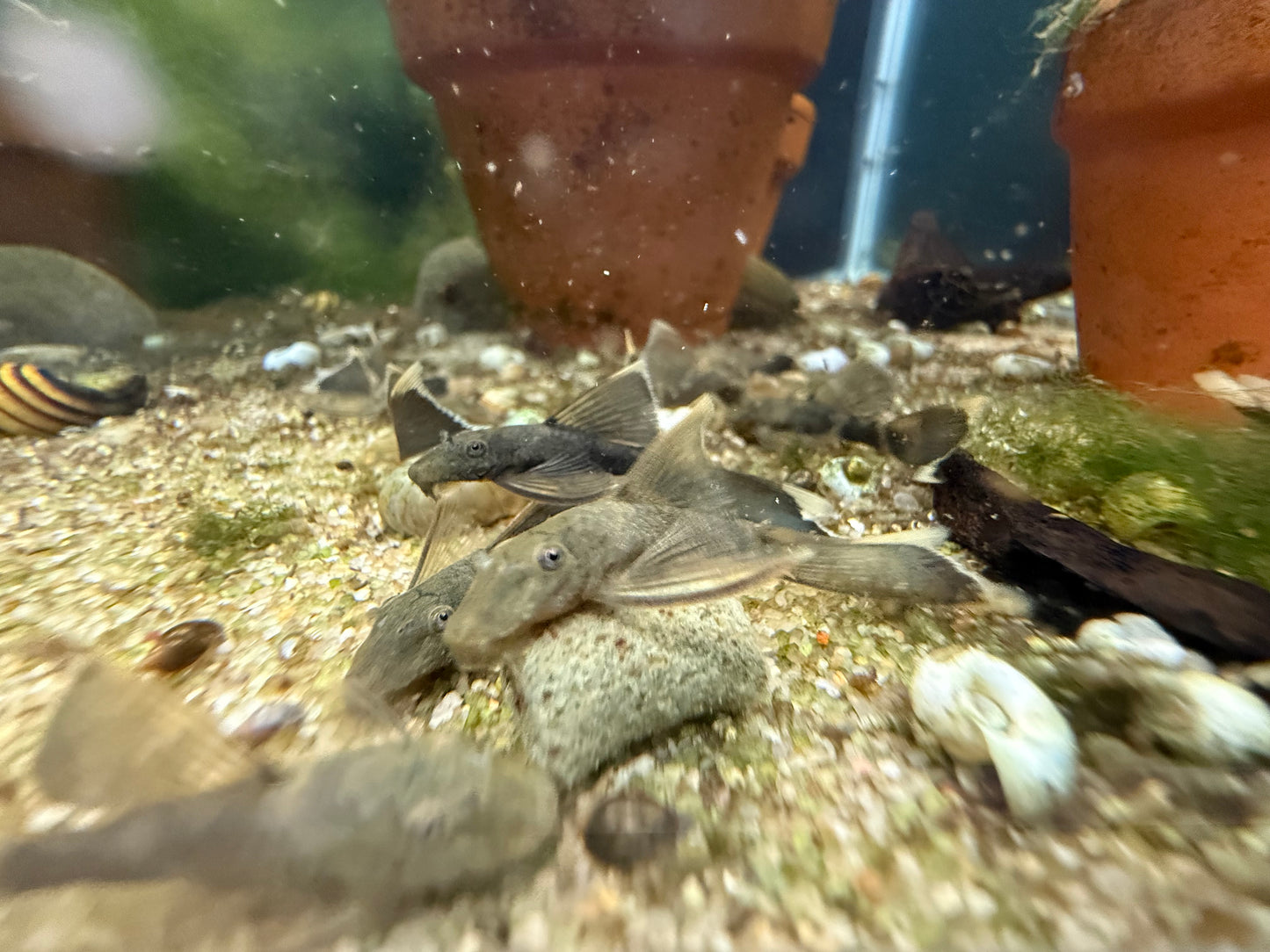 Longfin Green Dragon bristlenose