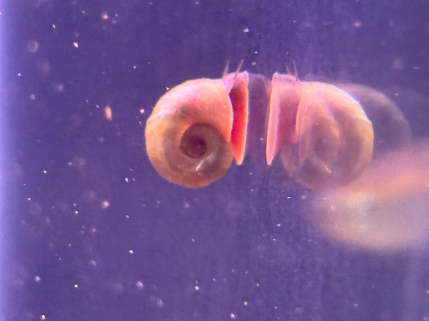 10 assorted Ramshorn snails