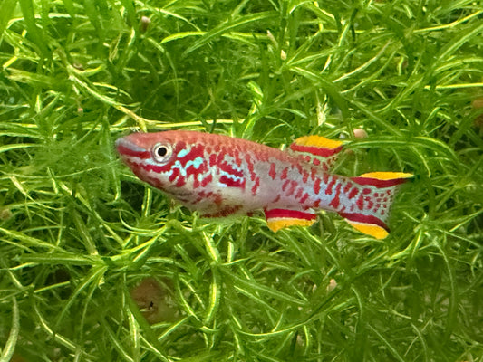 Fundulopanchax gardneri p-82 Killifish pair (1M/ 1F)