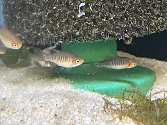 Celestichthys erythromicron - Emerald Dwarf Rasbora