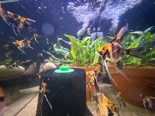 Red Koi Angelfish