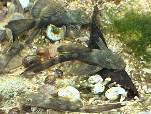 Longfin Green Dragon bristlenose