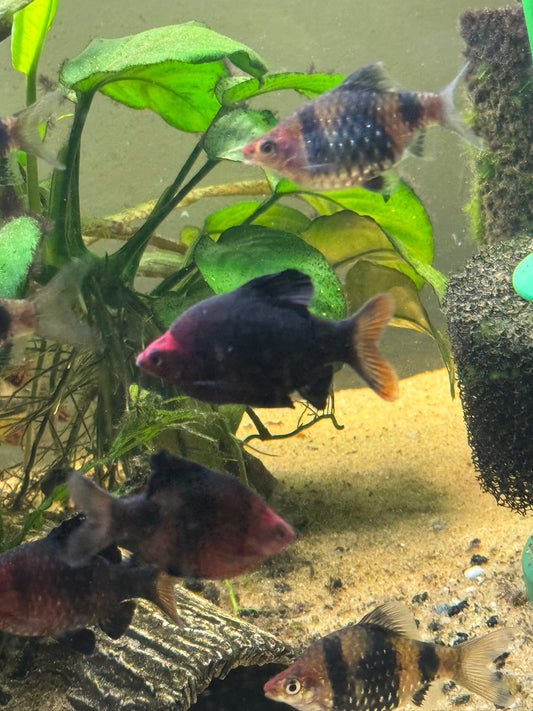 Black Ruby Barbs