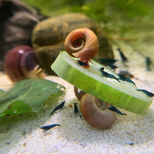 Blue Dream Neocaridinas