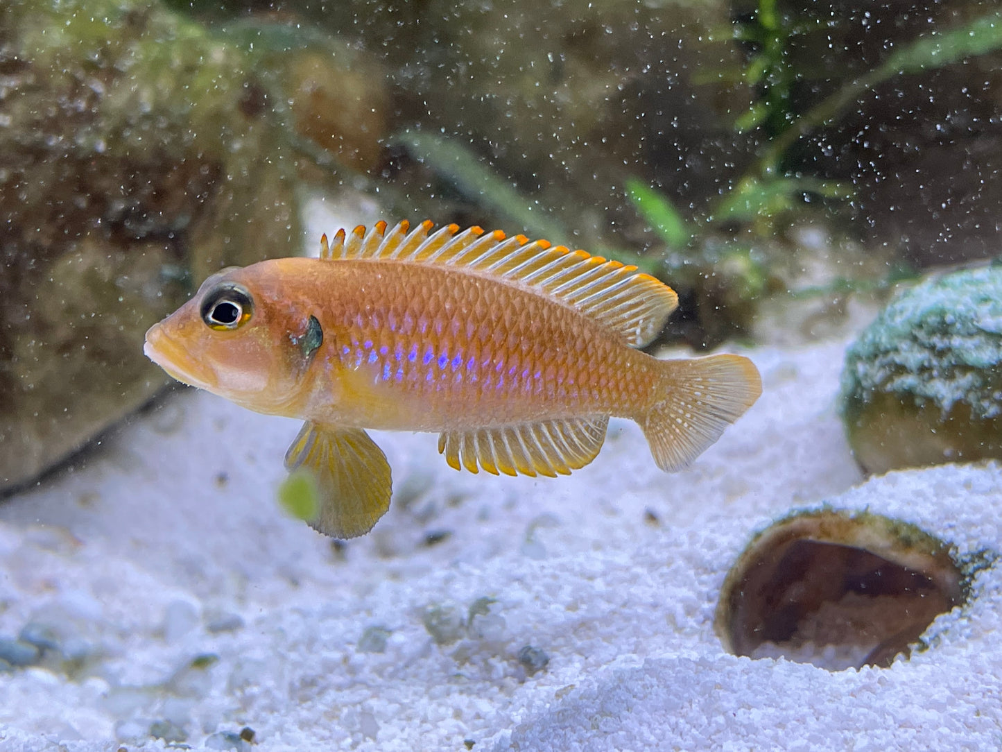 Lamprologus ocellatus "Gold"