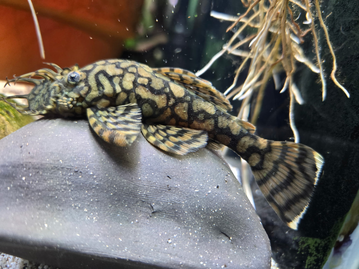 L519 Honeycomb Bristlenose Pleco 'Rio Itenez'