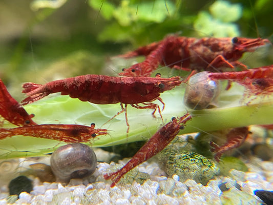 Red Cherry Neocaridina shrimp