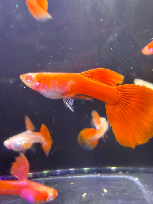Albino Full Red Guppy