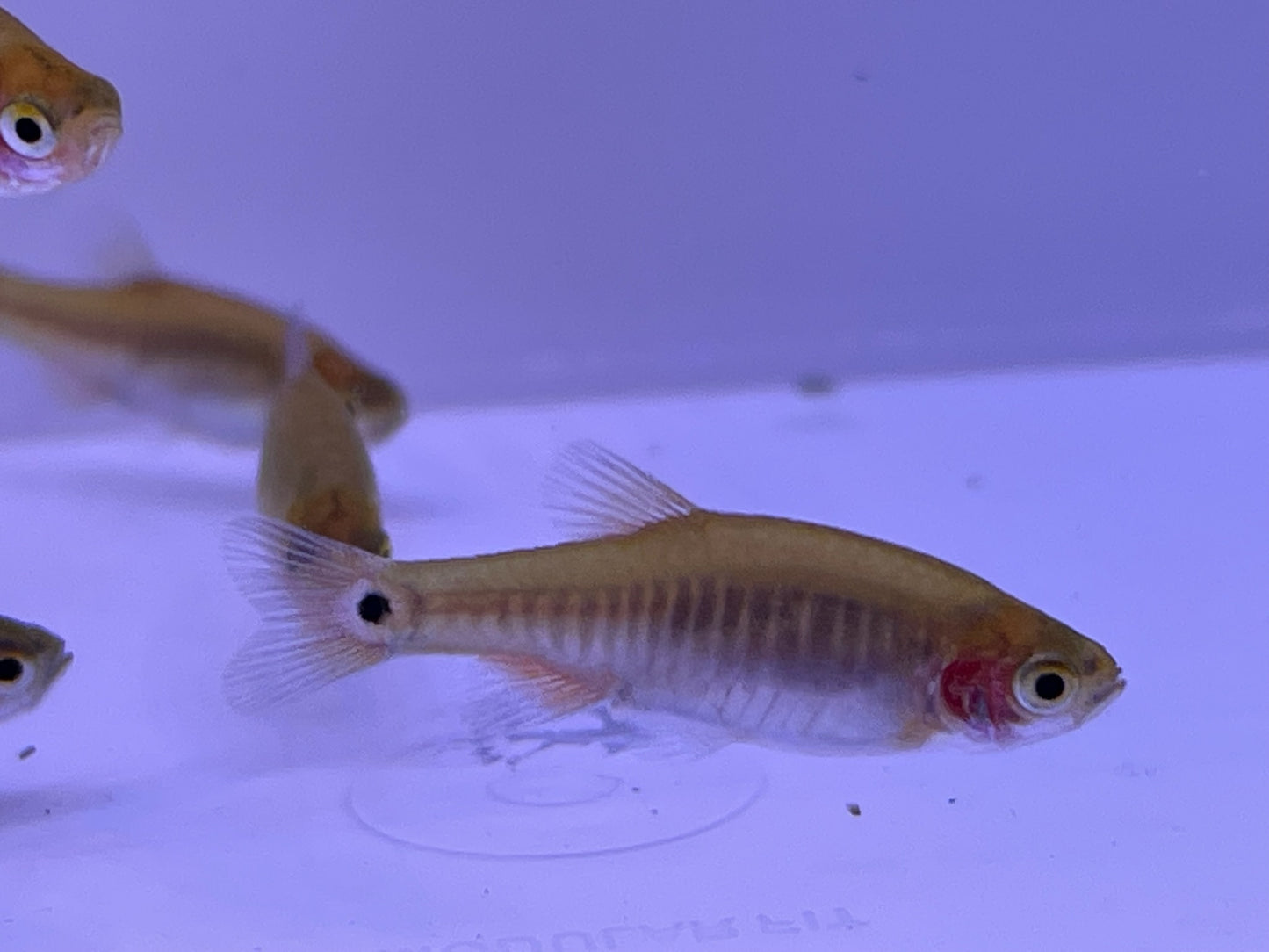 Celestichthys erythromicron - Emerald Dwarf Rasbora