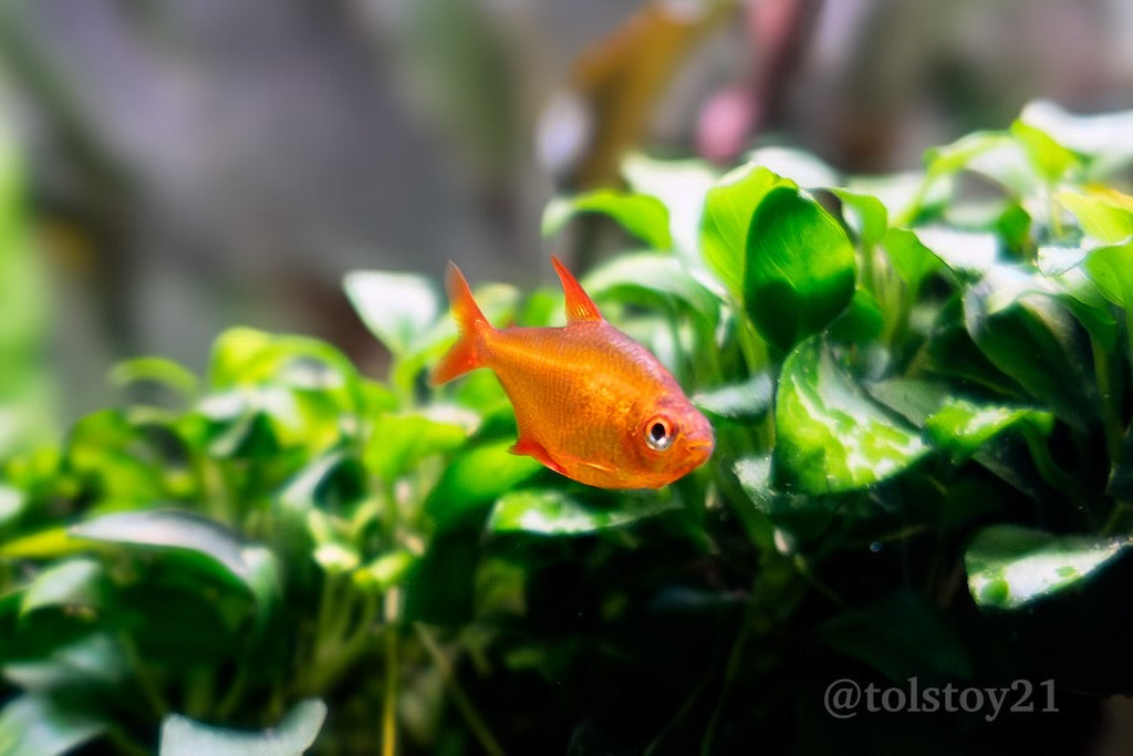 Red Cherry Tetras "Mato Grosso"