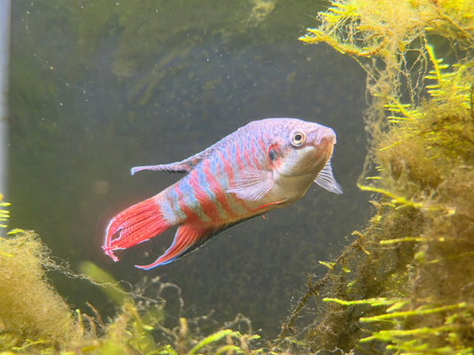 Paradise fish (Macropodus opercularis)