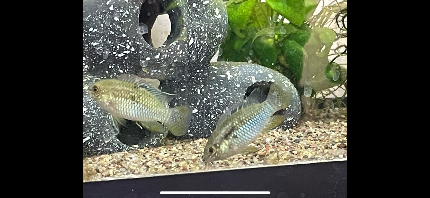 Laetacara curviceps - Dwarf Flag Cichlid