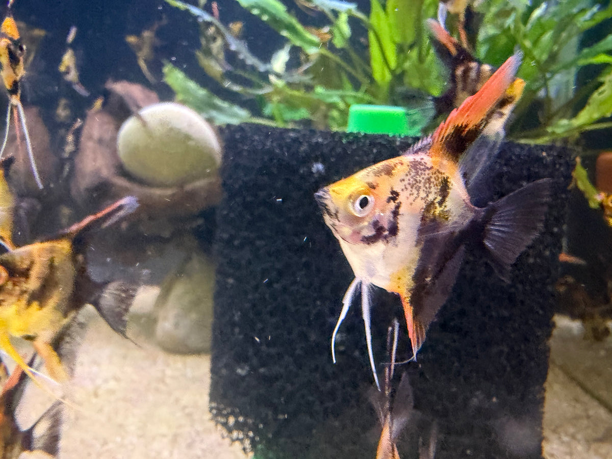 Red Koi Angelfish