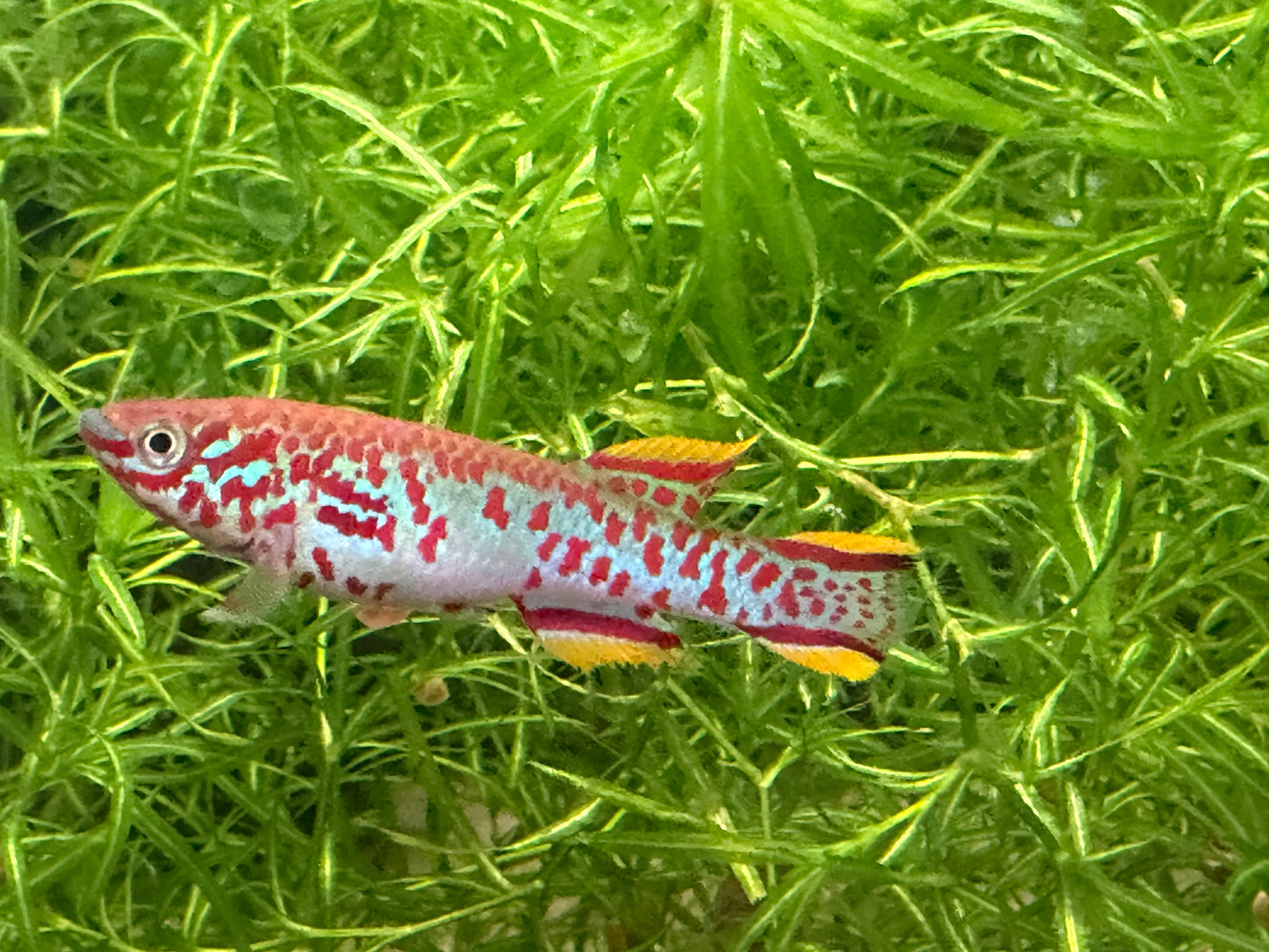 Fundulopanchax gardneri p-82 Killifish pair (1M/ 1F)