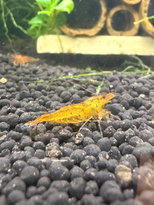 Tangerine Tigers