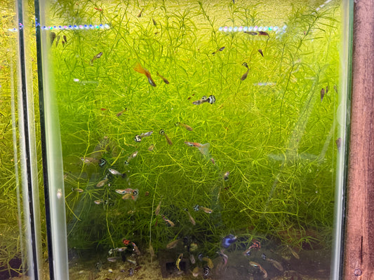 Guppy grass