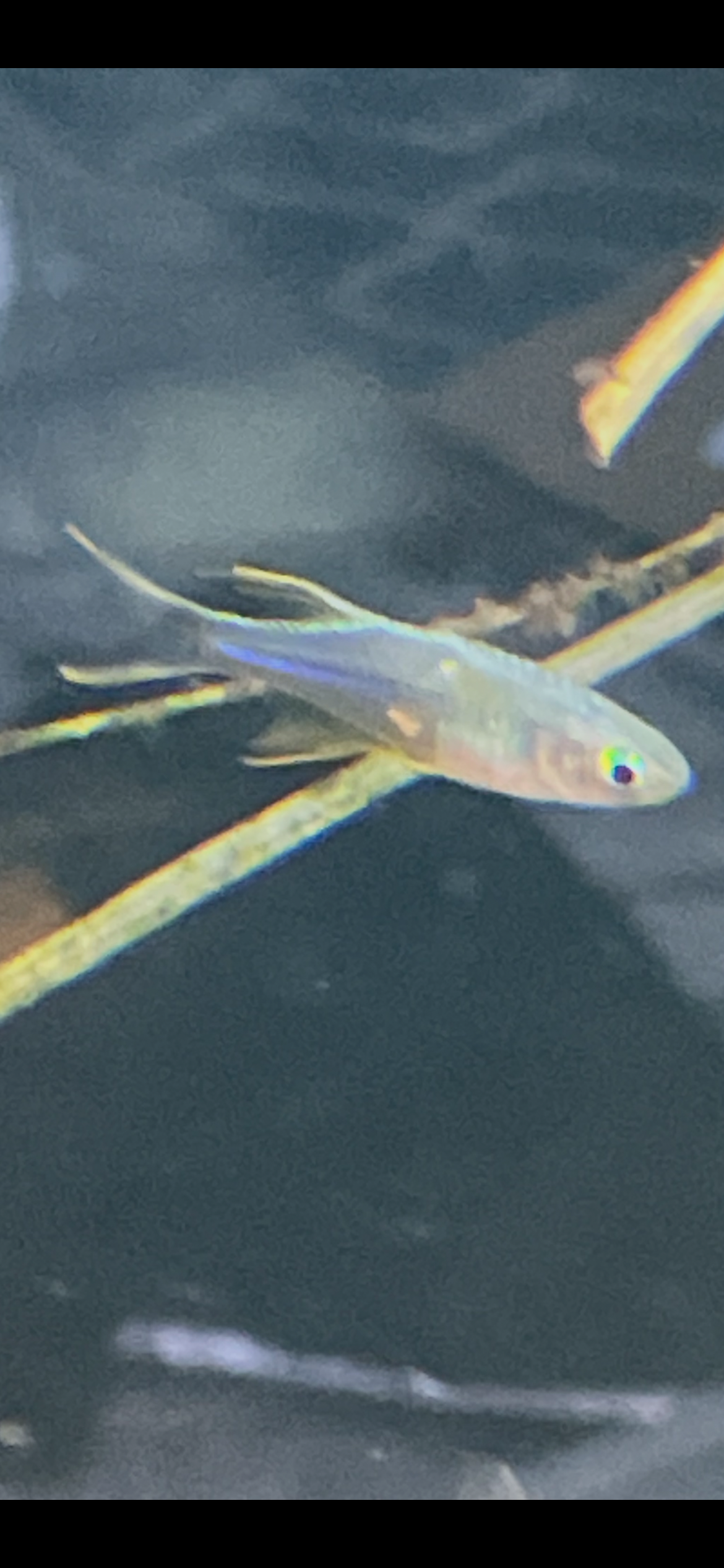 Celebes rainbow (Marosatherina ladigesi)