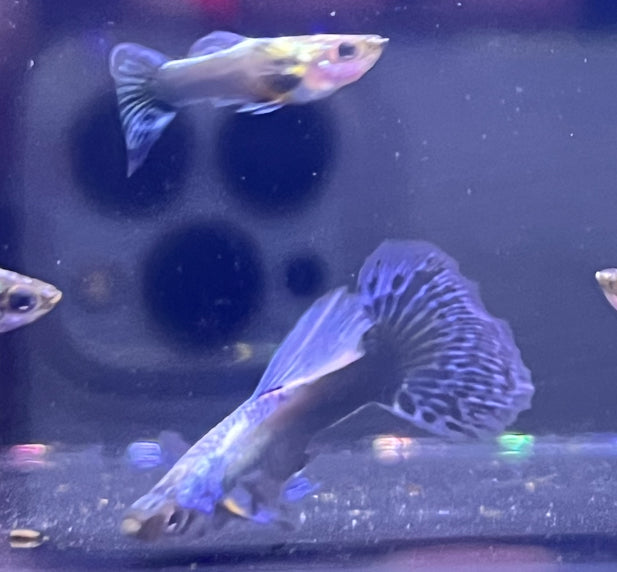 Purple Platinum Guppy