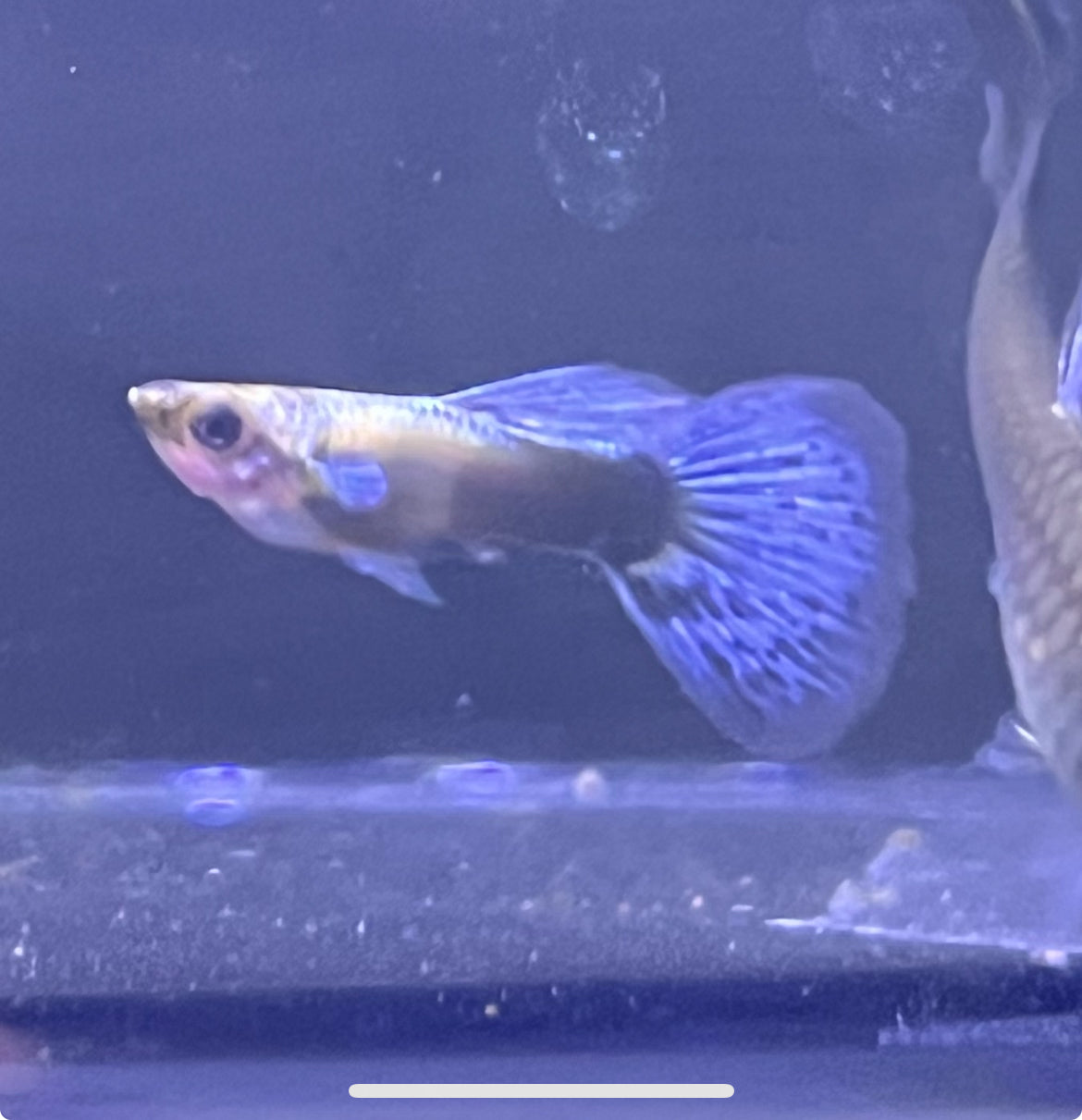 Purple Platinum Guppy