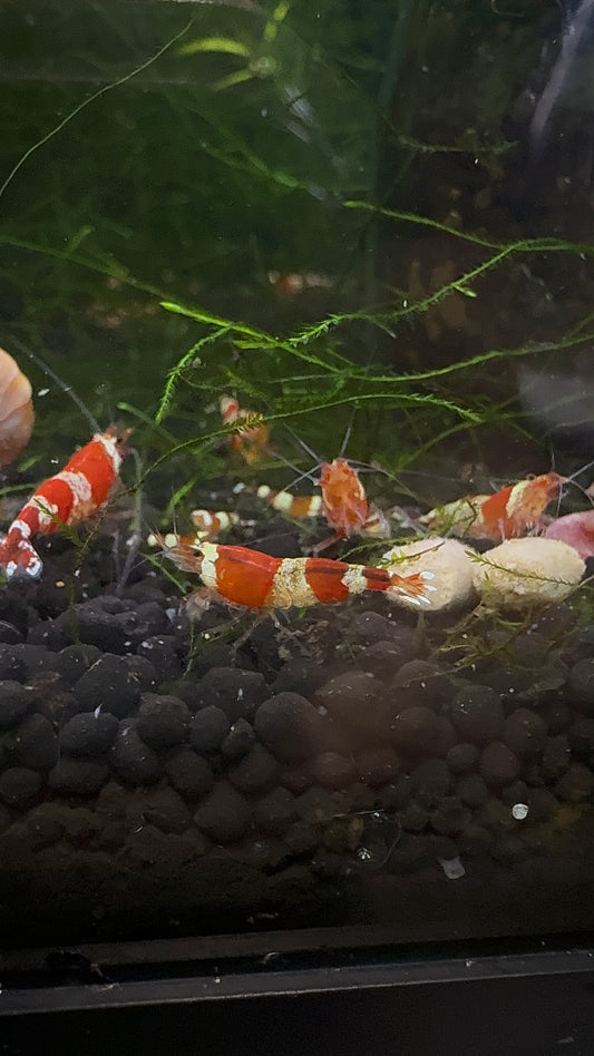 Crystal Red Caridina